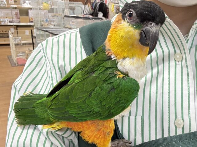 【最新動画】黒い頭が魅力的な元気っ子💕ズグロシロハラインコ(男の子) ズグロシロハラインコ