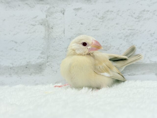 【最新画像更新🪄】癒しミルクティー☕️シナモン文鳥 ヒナ シナモン文鳥