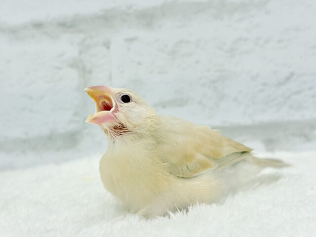 【最新画像更新🪄】癒しミルクティー☕️シナモン文鳥 ヒナ シナモン文鳥