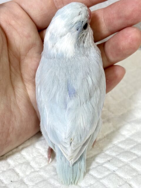 マメルリハ