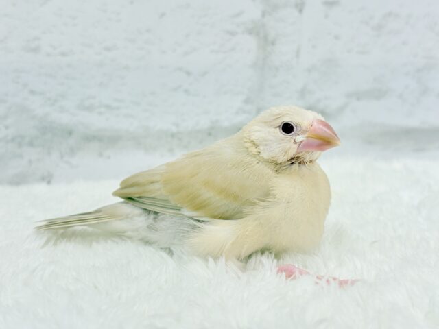 【最新画像更新🪄】癒しミルクティー☕️シナモン文鳥 ヒナ シナモン文鳥