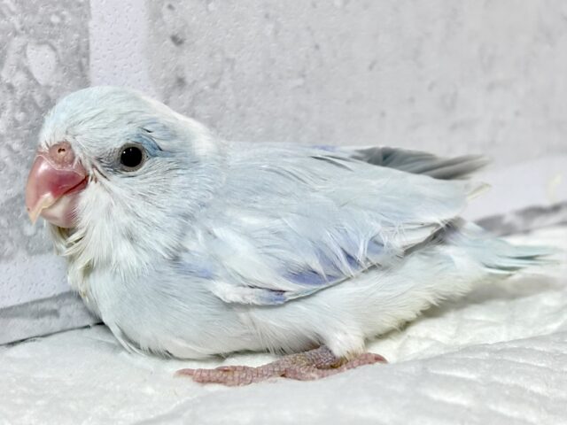 マメルリハ