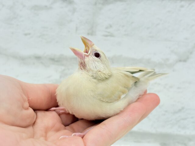 【最新画像更新🪄】癒しミルクティー☕️シナモン文鳥 ヒナ シナモン文鳥