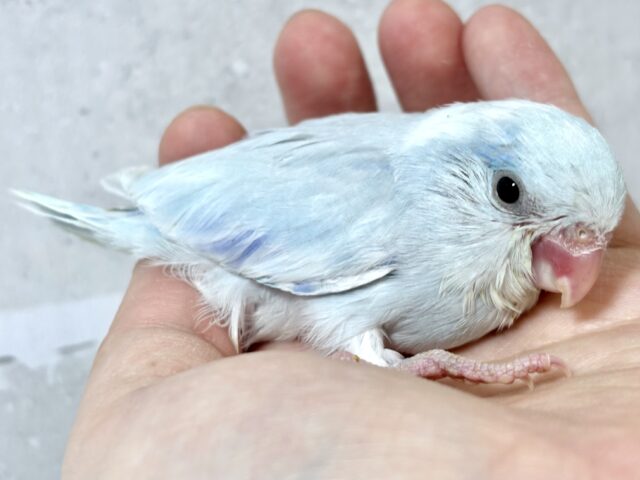 マメルリハ