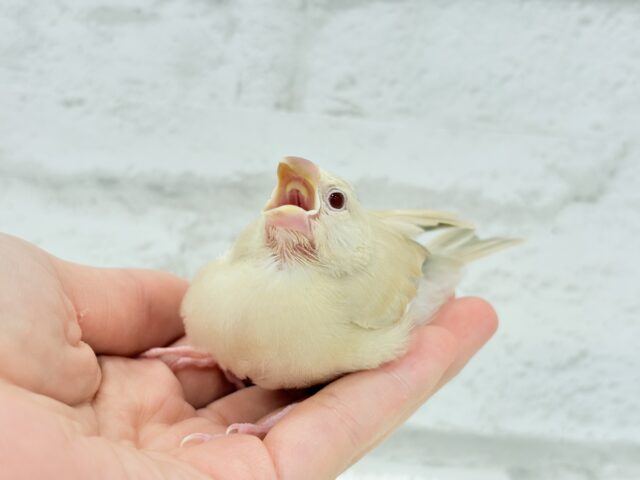 【最新画像更新🪄】癒しミルクティー☕️シナモン文鳥 ヒナ シナモン文鳥