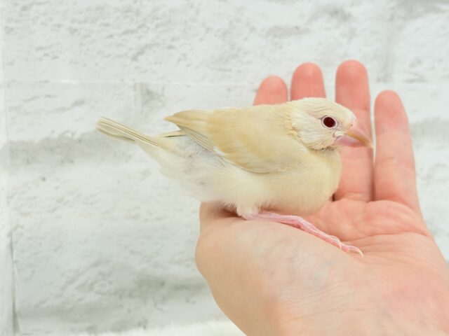 【最新画像更新🪄】癒しミルクティー☕️シナモン文鳥 ヒナ シナモン文鳥