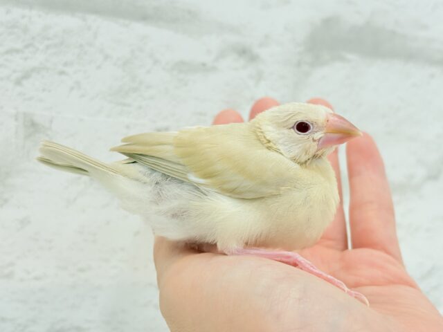 【最新画像更新🪄】癒しミルクティー☕️シナモン文鳥 ヒナ シナモン文鳥