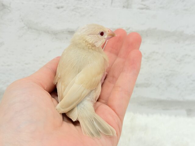 【最新画像更新🪄】癒しミルクティー☕️シナモン文鳥 ヒナ シナモン文鳥