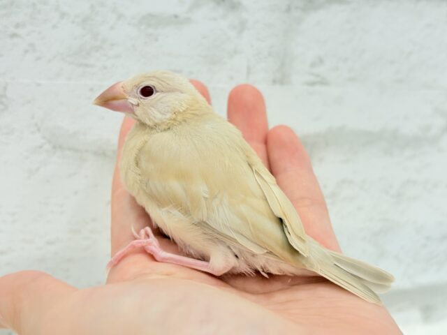 【最新画像更新🪄】癒しミルクティー☕️シナモン文鳥 ヒナ シナモン文鳥