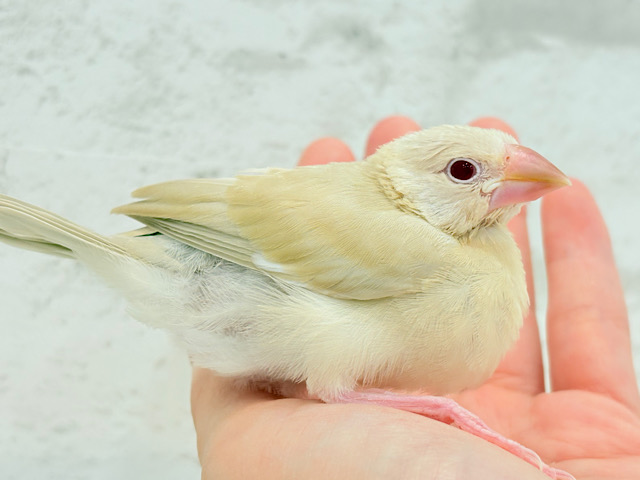 【最新画像更新🪄】癒しミルクティー☕️シナモン文鳥 ヒナ 【最新画像更新🪄】癒しミルクティー☕️シナモン文鳥 ヒナ