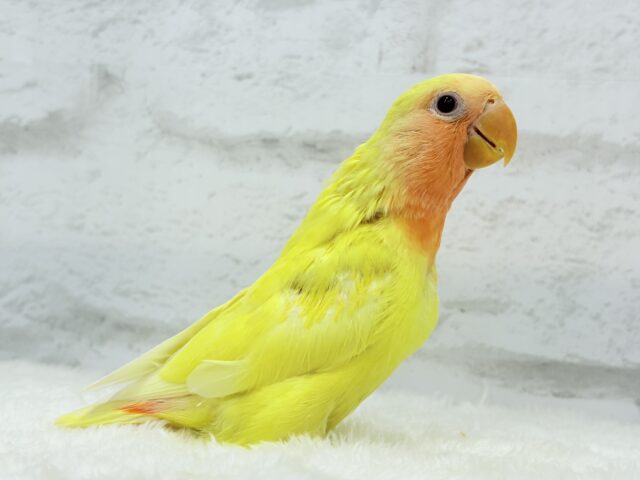 【最新画像更新🪄】フレッシュ🍊果汁たっぷり🫧コザクラインコ(ルチノー) ヒナ コザクラインコ(小桜インコ)