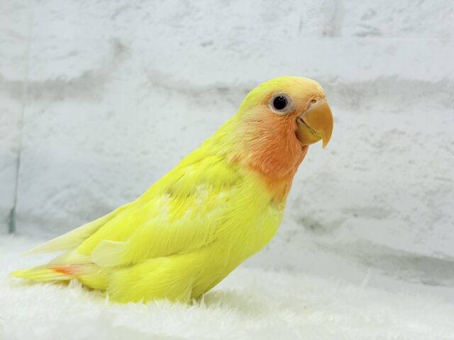 コザクラさんとオカメインコルチノーさんの大きながま口×2♪ 最新画像更新🪄】フレッシュ🍊果汁たっぷり🫧コザクラインコ
