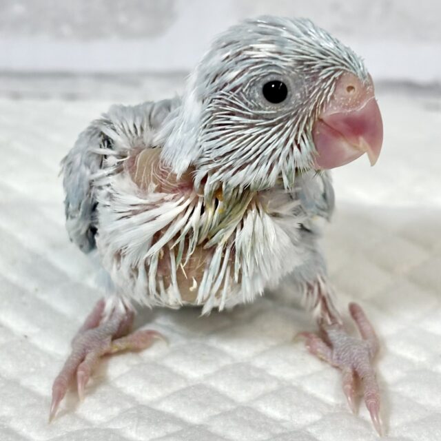 マメルリハ EUダイリュートライラック 男の子 ‎🤍️🩵💜