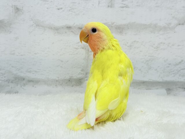 【最新画像更新🪄】フレッシュ🍊果汁たっぷり🫧コザクラインコ(ルチノー) ヒナ コザクラインコ(小桜インコ)