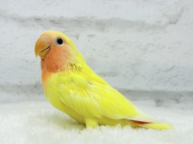 【最新画像更新🪄】フレッシュ🍊果汁たっぷり🫧コザクラインコ(ルチノー) ヒナ コザクラインコ(小桜インコ)