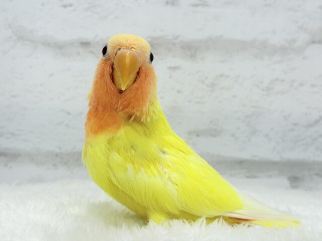 【最新画像更新🪄】フレッシュ🍊果汁たっぷり🫧コザクラインコ(ルチノー) ヒナ コザクラインコ(小桜インコ)