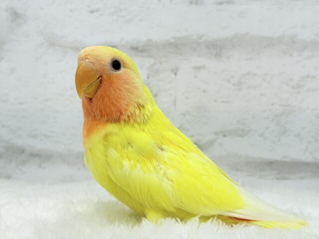 【最新画像更新🪄】フレッシュ🍊果汁たっぷり🫧コザクラインコ(ルチノー) ヒナ コザクラインコ(小桜インコ)