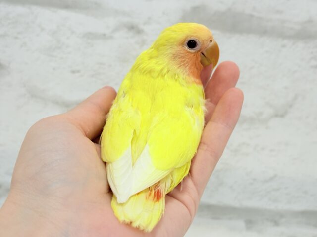 【最新画像更新🪄】フレッシュ🍊果汁たっぷり🫧コザクラインコ(ルチノー) ヒナ コザクラインコ(小桜インコ)