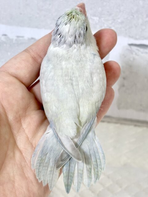 マメルリハ