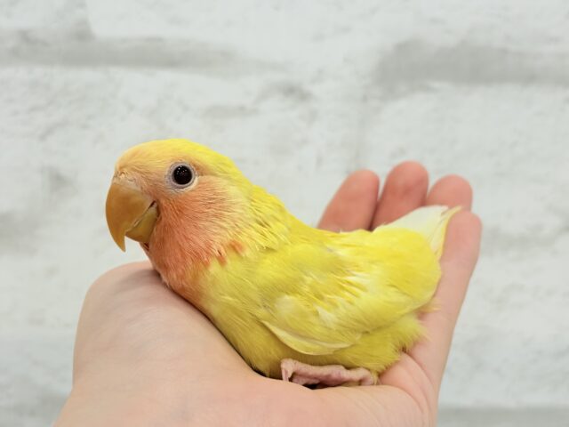 【最新画像更新🪄】フレッシュ🍊果汁たっぷり🫧コザクラインコ(ルチノー) ヒナ コザクラインコ(小桜インコ)