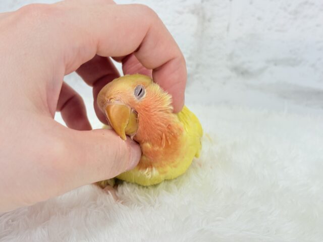 【最新画像更新🪄】フレッシュ🍊果汁たっぷり🫧コザクラインコ(ルチノー) ヒナ コザクラインコ(小桜インコ)
