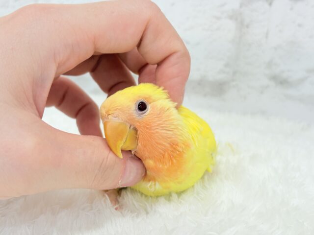 【最新画像更新🪄】フレッシュ🍊果汁たっぷり🫧コザクラインコ(ルチノー) ヒナ コザクラインコ(小桜インコ)