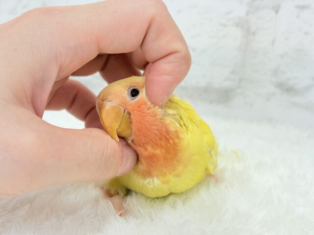 【最新画像更新🪄】フレッシュ🍊果汁たっぷり🫧コザクラインコ(ルチノー) ヒナ コザクラインコ(小桜インコ)