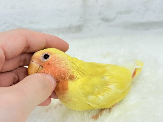 【最新画像更新🪄】フレッシュ🍊果汁たっぷり🫧コザクラインコ(ルチノー) ヒナ コザクラインコ(小桜インコ)