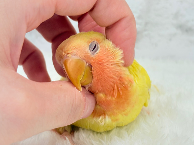 【最新画像更新🪄】フレッシュ🍊果汁たっぷり🫧コザクラインコ(ルチノー) ヒナ 【最新画像更新🪄】フレッシュ🍊果汁たっぷり🫧コザクラインコ(ルチノー) ヒナ