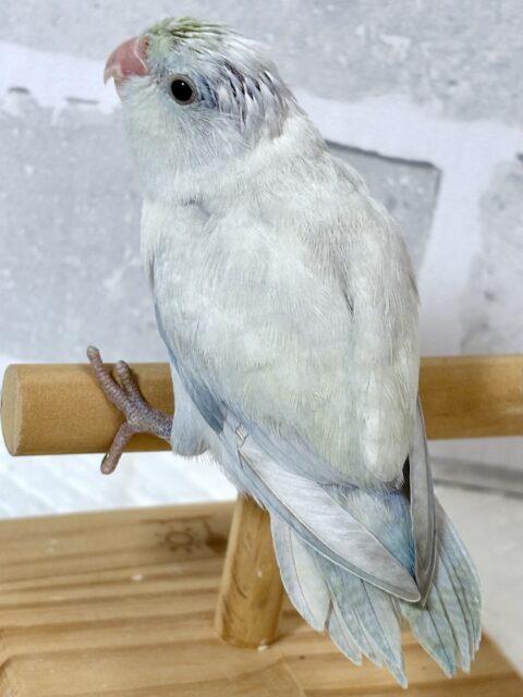 マメルリハ