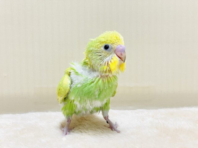 春がきちゃった！？菜の花カラー💛💚セキセイインコ（スパングル）ヒナ