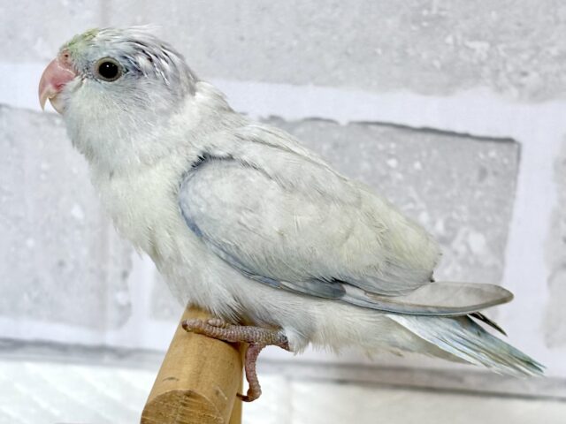 マメルリハ