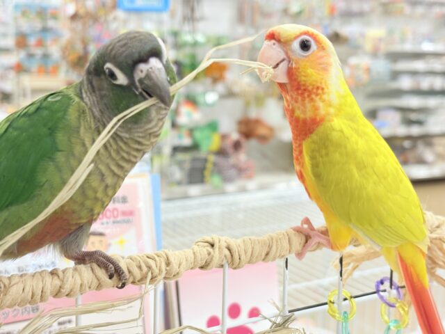 【最新画像更新🪄】可愛すぎてる…♥ウロコインコ(ノーマル) ホオミドリウロコインコ