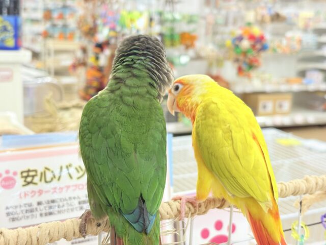 ホオミドリウロコインコ