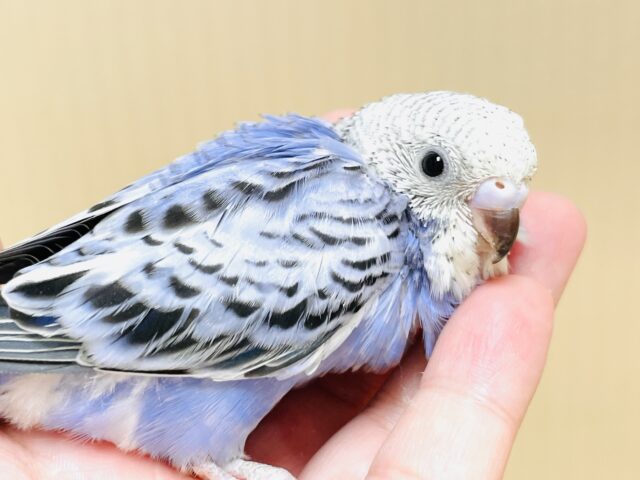 にっこりニコニコ☺️セキセイインコ（オパーリン）ヒナ