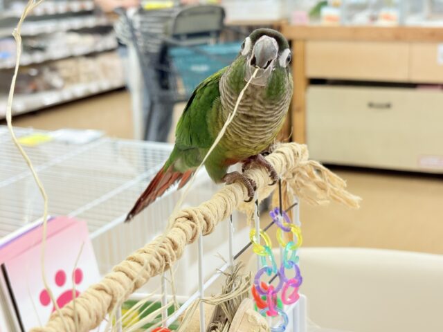 【最新画像更新🪄】可愛すぎてる…♥ウロコインコ(ノーマル) ホオミドリウロコインコ