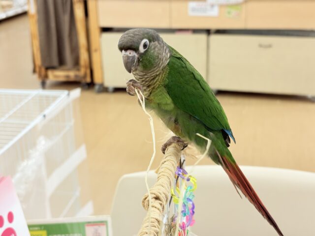 ホオミドリウロコインコ