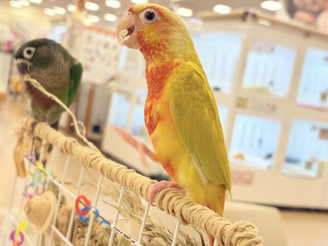 ホオミドリウロコインコ