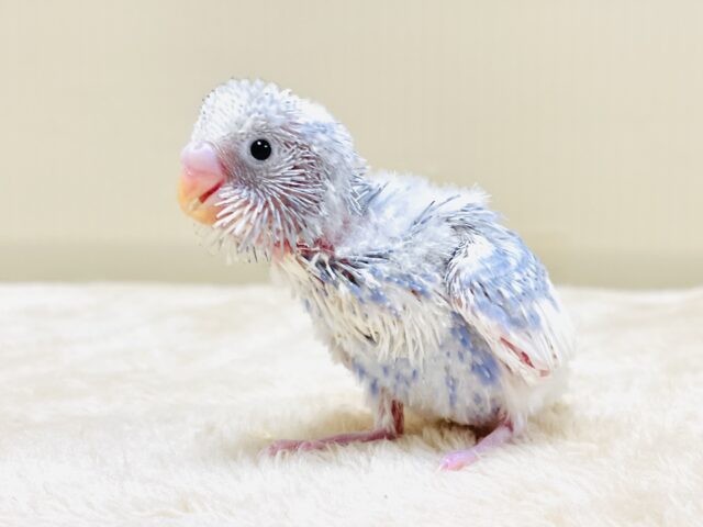 ふわふわ綿毛の妖精さん🩵セキセイインコ（スパングルパイド）ヒナ