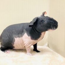 つるつるボディ💕スキニーギニアピッグさん
