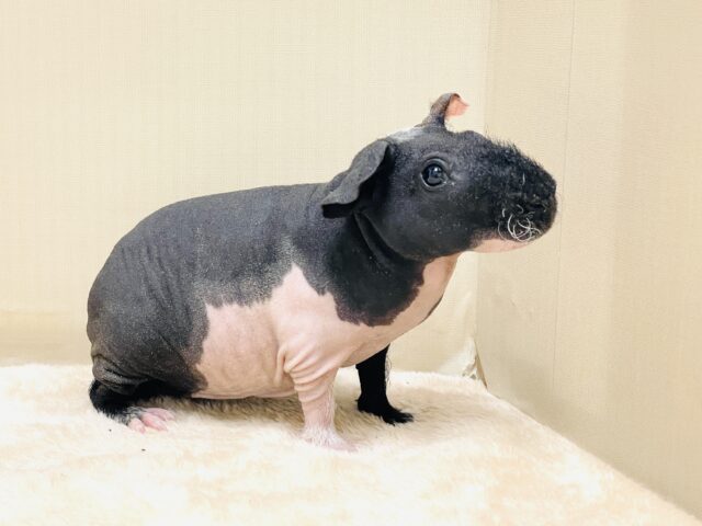 つるつるボディ💕スキニーギニアピッグさん