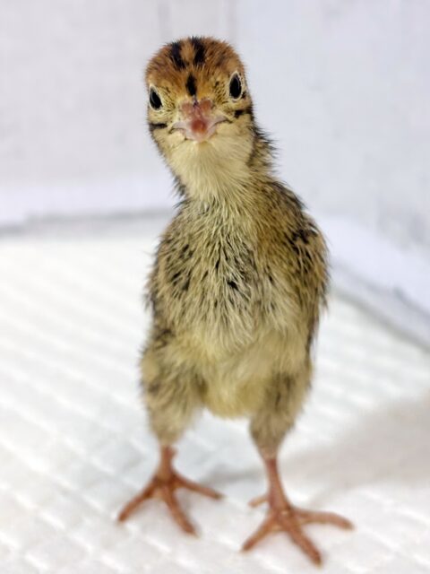 並ウズラ