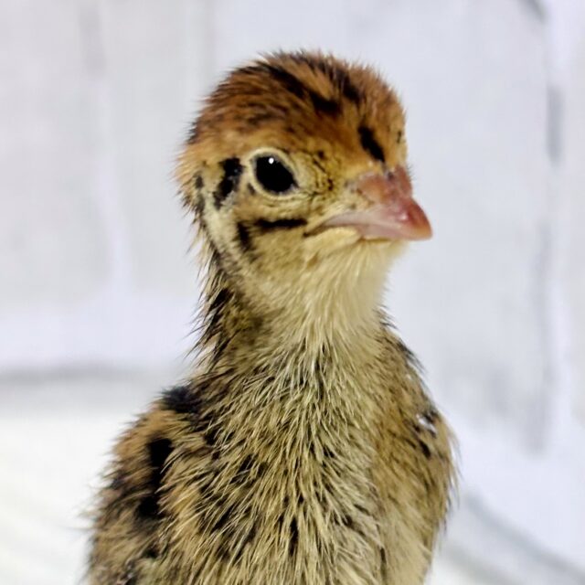 並ウズラ ヒヨコ 🐥🪶🤎*.+゜
