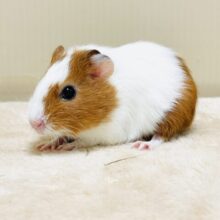 大きいハムちゃん！？🐹イングリッシュモルモット