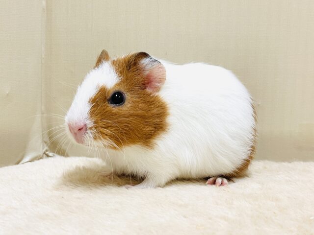 イングリッシュモルモット