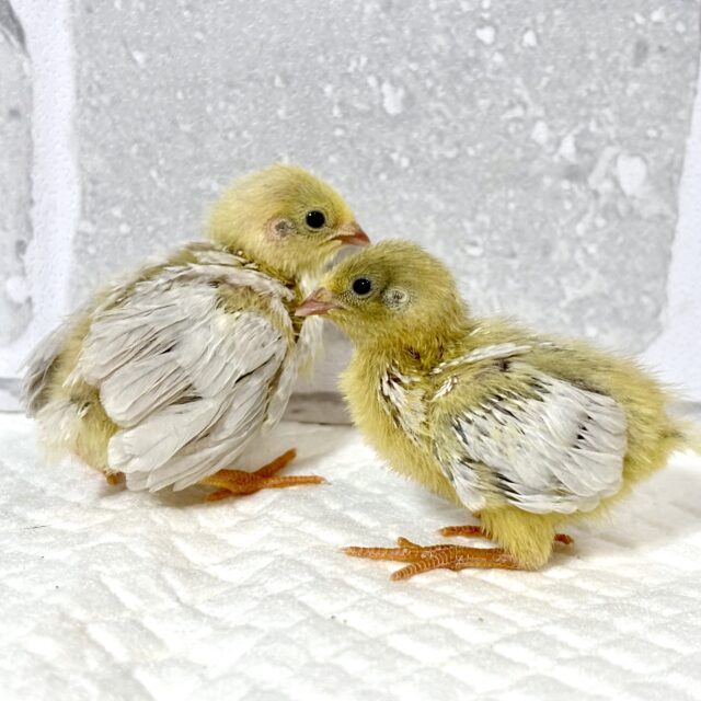 ユウギリインコ（夕霧インコ）