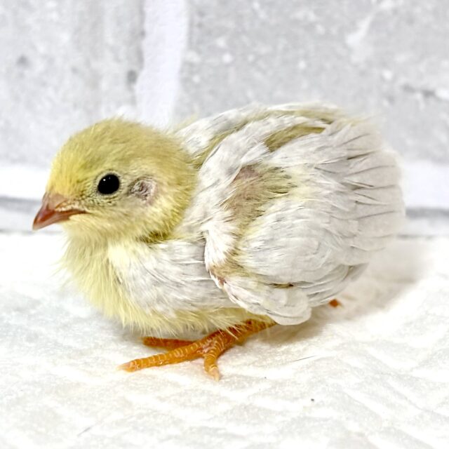 ユウギリインコ（夕霧インコ）