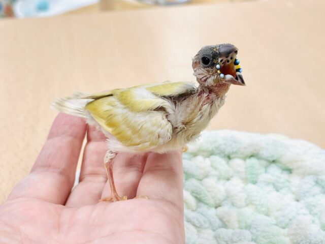 【最新画像】キラキラ✨️神秘的なダイヤモンド💎✨️コキンチョウ(イエロー)ヒナ コキンチョウ