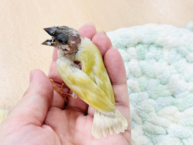 【最新画像】キラキラ✨️神秘的なダイヤモンド💎✨️コキンチョウ(イエロー)ヒナ コキンチョウ