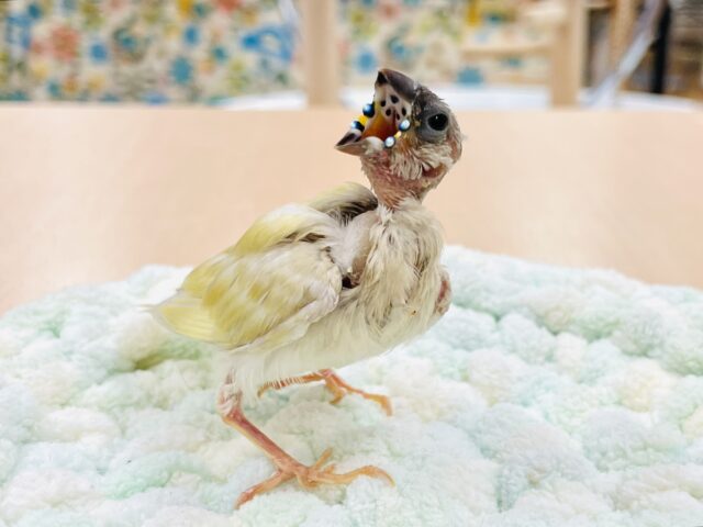 【最新画像】キラキラ✨️神秘的なダイヤモンド💎✨️コキンチョウ(イエロー)ヒナ コキンチョウ